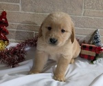 Puppy Idris Golden Retriever
