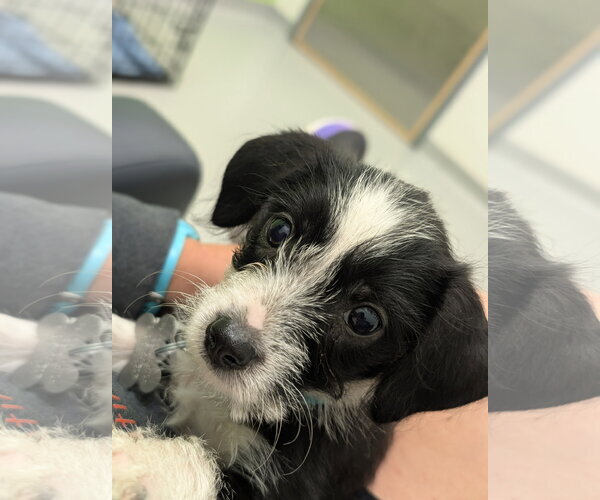 Medium Photo #5 Dachshund-Unknown Mix Puppy For Sale in Holly Springs, NC, USA