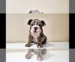 Small Photo #8 English Bulldog Puppy For Sale in BAKERSFIELD, CA, USA