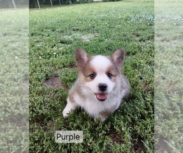 Medium Photo #4 Pembroke Welsh Corgi Puppy For Sale in REDKEY, IN, USA