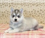 Small #1 Pomsky