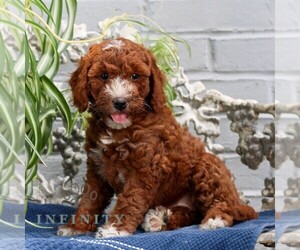 Goldendoodle (Miniature) Puppy for sale in LITITZ, PA, USA