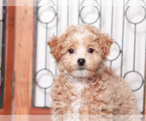 Medium Photo #2 Maltipoo Puppy For Sale in NAPLES, FL, USA