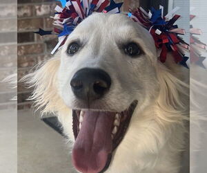 Great Pyrenees Dogs for adoption in Dallas, TX, USA