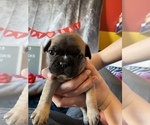 Small Photo #12 Faux Frenchbo Bulldog Puppy For Sale in TIFFIN, IA, USA