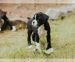 Boxer Puppy for sale in ABBEVILLE, SC, USA