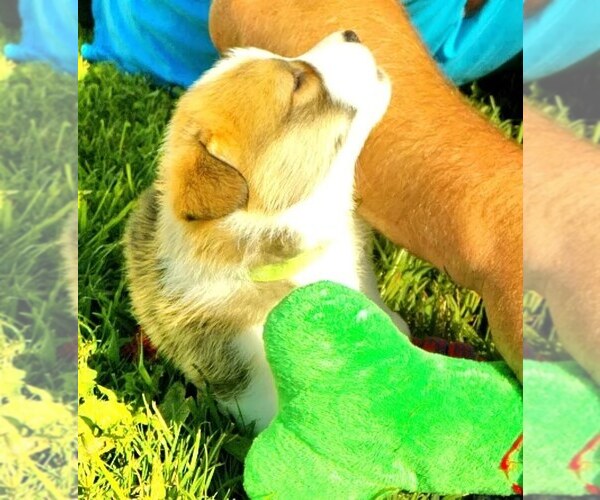 Medium Photo #21 Pembroke Welsh Corgi Puppy For Sale in JURUPA VALLEY, CA, USA
