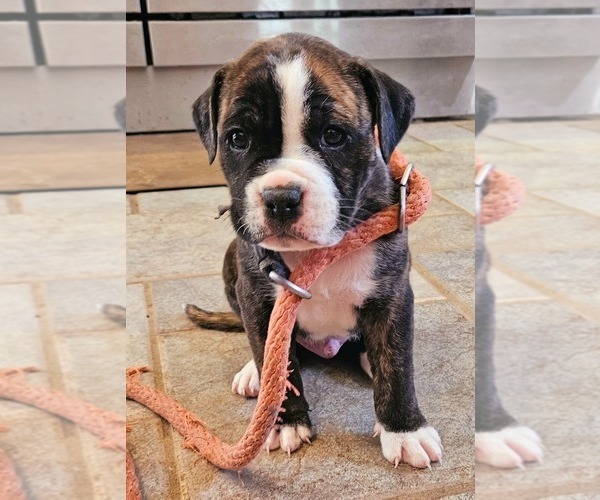 Medium Photo #1 Alapaha Blue Blood Bulldog Puppy For Sale in SHELOCTA, PA, USA