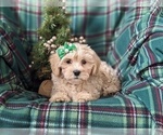 Small Photo #4 Maltipoo Puppy For Sale in OXFORD, PA, USA