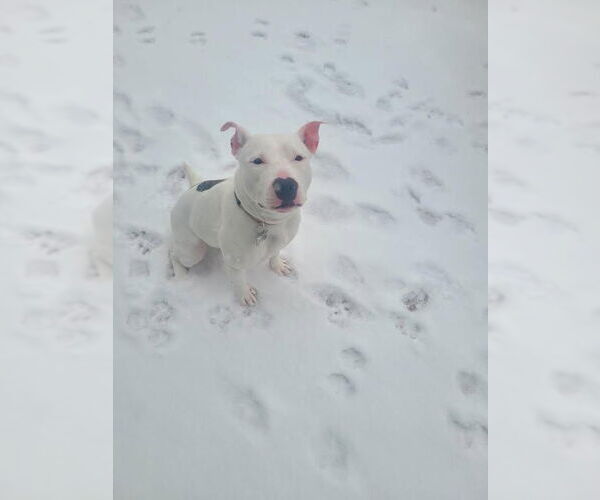 Medium Photo #3 American Pit Bull Terrier-Unknown Mix Puppy For Sale in Brooklyn, NY, USA