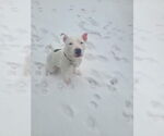 Small #2 American Pit Bull Terrier Mix