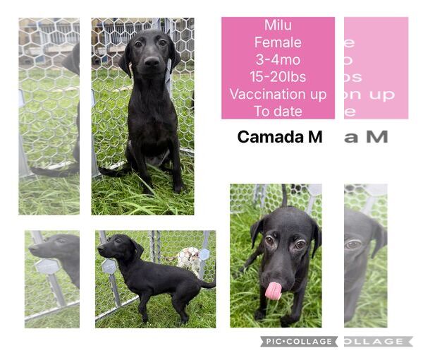 Medium Photo #2 Mutt Puppy For Sale in Virginia Beach, VA, USA