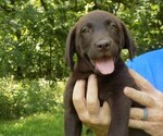Small Photo #1 Labrador Retriever Puppy For Sale in RAYMOND, IL, USA
