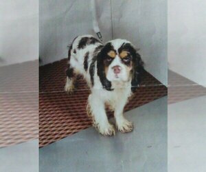 Father of the Cockapoo puppies born on 06/25/2025