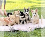 Small #1 Pomsky