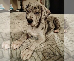 Great Dane Puppy for sale in SHELDON, IA, USA