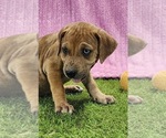 Small #4 Catahoula Leopard Dog