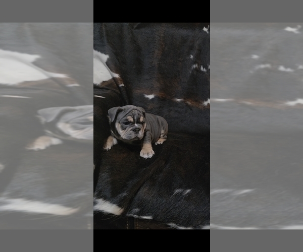 Medium Photo #6 English Bulldog Puppy For Sale in ARGYLE, TX, USA