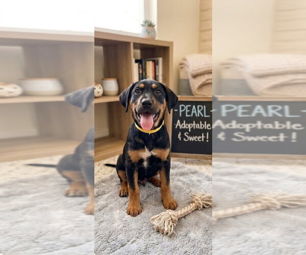 Medium Photo #1 Black and Tan Coonhound-Rottweiler Mix Puppy For Sale in Mooresville, NC, USA