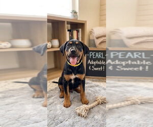 Black and Tan Coonhound-Rottweiler Mix Dogs for adoption in Mooresville, NC, USA