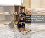 Small Black and Tan Coonhound-Rottweiler Mix