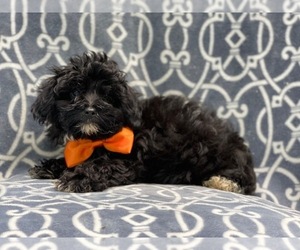Lhasa-Poo Puppy for sale in LAKELAND, FL, USA