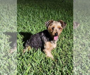 Mutt Dogs for adoption in Brewster, NY, USA
