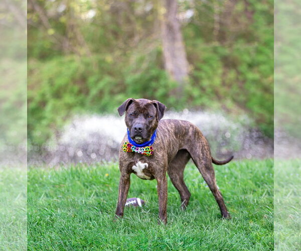 Medium Photo #8 Mutt Puppy For Sale in Unionville, PA, USA