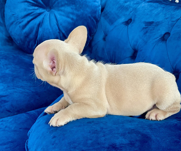Medium Photo #16 French Bulldog Puppy For Sale in SCREVEN, GA, USA