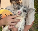 Small Photo #7 Yorkshire Terrier Puppy For Sale in BUSH, LA, USA