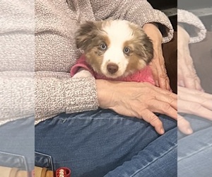 Miniature Australian Shepherd Puppy for sale in ESCALON, CA, USA