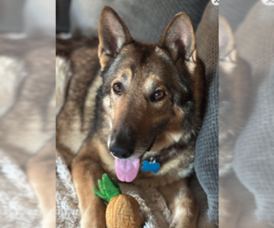 Barrett - Male German Shepherd Dog-Unknown Mix Dog for Adoption - Photo #2