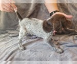Small #1 German Shorthaired Pointer-Poodle (Standard) Mix