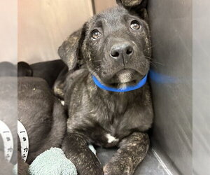 Labrador Retriever-Unknown Mix Dogs for adoption in Rancho Cucamonga, CA, USA