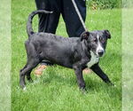 Small #3 Border Collie Mix