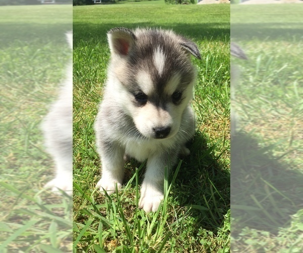 Medium Photo #10 Alaskan Klee Kai Puppy For Sale in WINCHESTER, OH, USA