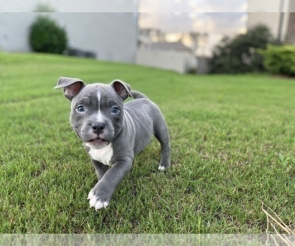 Medium Photo #1 American Bully Puppy For Sale in DACULA, GA, USA