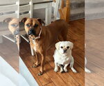 Small Puggle