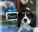 Small #2 Cavalier King Charles Spaniel