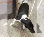 Small #7 Border Collie Mix
