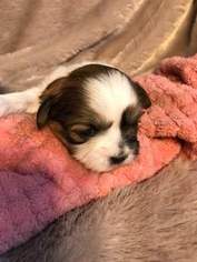 Shih Tzu Puppy for sale in LEAWOOD, KS, USA