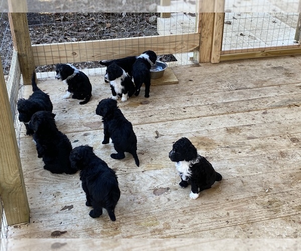 Medium Photo #1 Portuguese Water Dog Puppy For Sale in FLORENCE, AL, USA