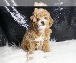 Puppy Jack jack AKC Poodle (Toy)