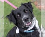 Small #5 Collie Mix