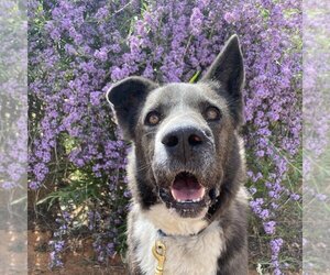 Akita-Border Collie Mix Dogs for adoption in Kanab, UT, USA