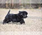 Small #1 Shih Aussie