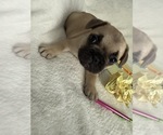 Small Photo #6 French Bulldog Puppy For Sale in OPP, AL, USA