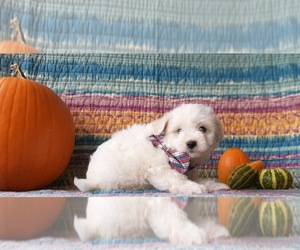 Pookimo Puppy for sale in LANCASTER, PA, USA