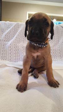 Medium Photo #1 Great Dane Puppy For Sale in PIONEER, CA, USA
