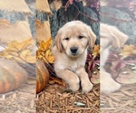 Puppy Major Golden Retriever
